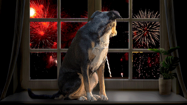 6 tips to keep dogs safe and calm for 4th of July festivities